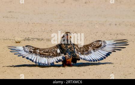 Bateleur Eagle (Terathopius ecaudatus) Sunning and anting avec ailes déployées, Kgalagadi Transfrontier Park, Afrique du Sud Banque D'Images