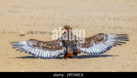 Bateleur Eagle (Terathopius ecaudatus) Sunning and anting avec ailes déployées, Kgalagadi Transfrontier Park, Afrique du Sud Banque D'Images