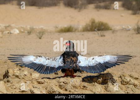 Bateleur Eagle (Terathopius ecaudatus) Sunning and anting avec ailes déployées, Kgalagadi Transfrontier Park, Afrique du Sud Banque D'Images