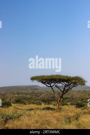 Le paysage luxuriant de la réserve animalière Mkhuze ou Mkuze, nord du Zululand, KwaZulu-Natal, Afrique du Sud Banque D'Images