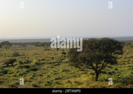 Le paysage luxuriant de la réserve animalière Mkhuze ou Mkuze, nord du Zululand, KwaZulu-Natal, Afrique du Sud Banque D'Images