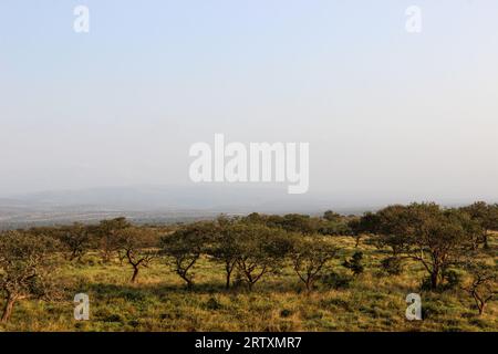 Le paysage luxuriant de la réserve animalière Mkhuze ou Mkuze, nord du Zululand, KwaZulu-Natal, Afrique du Sud Banque D'Images