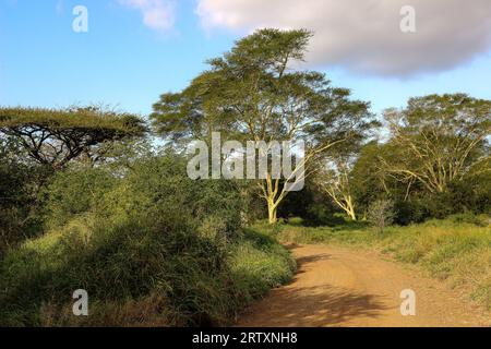 Arbres à fièvre (Vachellia xanthophloea), réserve de gibier Mkhuze ou Mkuze, Zululand, KwaZulu-Natal, Afrique du Sud Banque D'Images