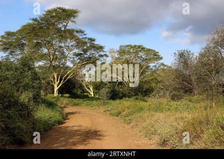 Arbres à fièvre (Vachellia xanthophloea), réserve de gibier Mkhuze ou Mkuze, Zululand, KwaZulu-Natal, Afrique du Sud Banque D'Images