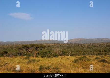 Le paysage luxuriant de la réserve animalière Mkhuze ou Mkuze, nord du Zululand, KwaZulu-Natal, Afrique du Sud Banque D'Images