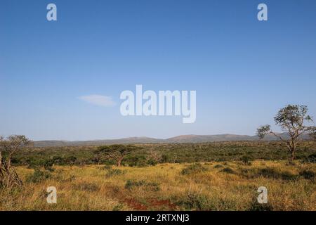 Le paysage luxuriant de la réserve animalière Mkhuze ou Mkuze, nord du Zululand, KwaZulu-Natal, Afrique du Sud Banque D'Images