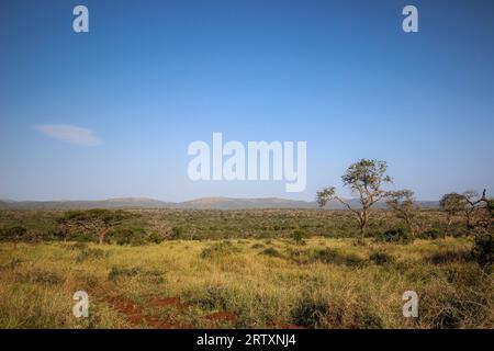 Le paysage luxuriant de la réserve animalière Mkhuze ou Mkuze, nord du Zululand, KwaZulu-Natal, Afrique du Sud Banque D'Images