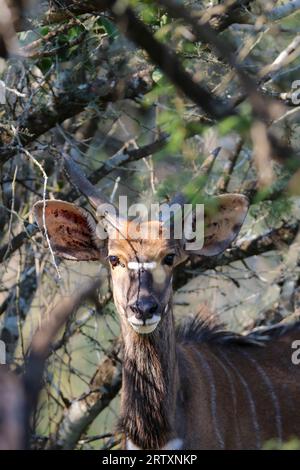 Young Nyala Bull, réserve naturelle de Mkhuze, Afrique du Sud Banque D'Images