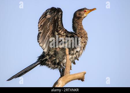 Cormoran roseau séchant ses ailes et ses plumes, parc national Kruger, Afrique du Sud Banque D'Images