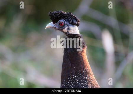 Guinéafowl à crête (Guttera pucherani), réserve de gibier de Mkhuze, Afrique du Sud Banque D'Images