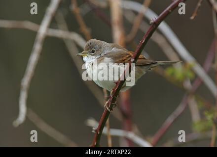 Femelle de Whitethroat commun (Sylvia communis) perchée sur le ronflement, bec saupoudré de pollen Eccles-on-Sea, Norfolk, Royaume-Uni. Avril Banque D'Images