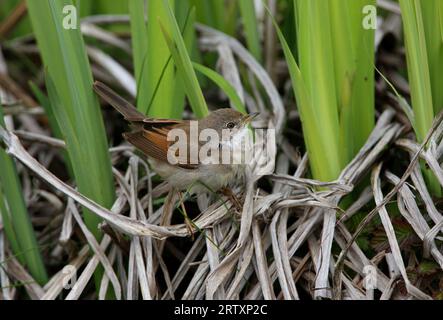 Femelle de Whitethroat commun (Sylvia communis) perchée sur la végétation au bord de l'eau, bec saupoudré de pollen Eccles-on-Sea, Norfolk, Royaume-Uni. Avril Banque D'Images