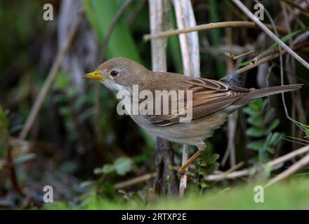 Femelle de Whitethroat commun (Sylvia communis) perchée sur la végétation au bord de l'eau, bec saupoudré de pollen Eccles-on-Sea, Norfolk, Royaume-Uni. Avril Banque D'Images