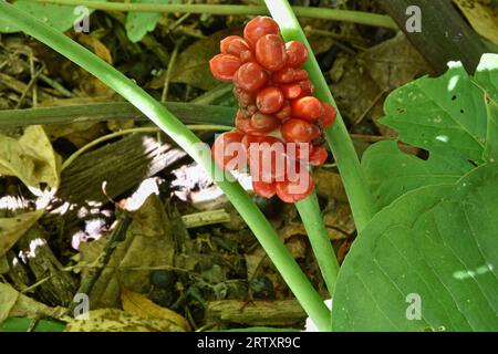 Jack dans les baies Pulpit (Arisaema triphyllum) en fleurs à la fin de l'été Banque D'Images