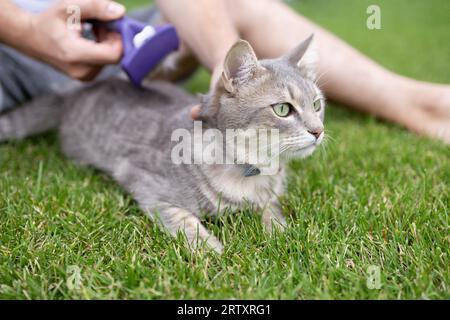 procédé de toilettage. brossage de la fourrure du chat domestique Banque D'Images