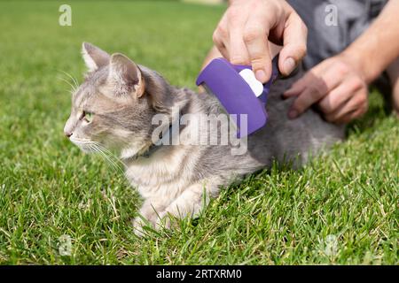 mains brossant la fourrure de chat Banque D'Images
