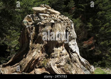 cette touche sud démonte quel sapin exceptionnel il a été, il permet a ce jour de baliser le chemin des randonneurs, magnifique, dans une nature conservée Banque D'Images