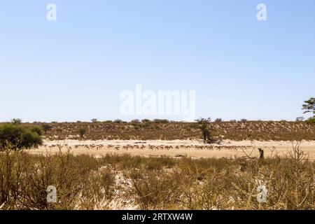 Troupeau de Springbok dans le parc transfrontalier de Kgalagadi, Kalahari, Afrique du Sud Banque D'Images
