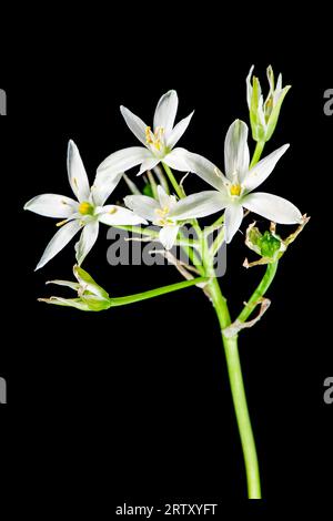 Vue rapprochée des cinq fleurs d'ombel Milk star (lat : Omithogalum umbellatum) isolées sur noir dans un plan de studio. Banque D'Images