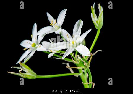 Vue rapprochée des cinq fleurs d'ombel Milk star (lat : Omithogalum umbellatum) isolées sur noir dans un plan de studio. Banque D'Images