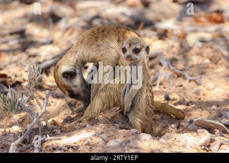 Meerkat adulte ou suricate avec un jeune, Kgalagadi, Kalahari, Afrique du Sud Banque D'Images