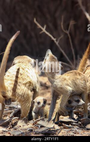 Meerkat adulte ou suricate avec un jeune, Kgalagadi, Kalahari, Afrique du Sud Banque D'Images