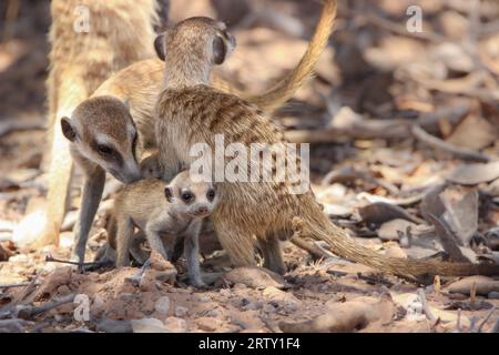 Meerkat adulte ou suricate avec un jeune, Kgalagadi, Kalahari, Afrique du Sud Banque D'Images