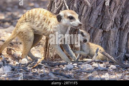 Meerkat adulte ou suricate avec un jeune, Kgalagadi, Kalahari, Afrique du Sud Banque D'Images