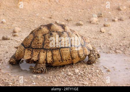 Eau potable de tortue léopard dans le Kgalagadi, Kalahari, Afrique du Sud Banque D'Images