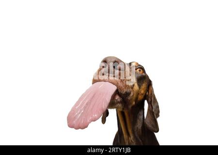 Portrait drôle affamé doberman pinscher chiot chien mendiant, mangeant et léchant ses lèvres avec la langue. Isolé sur fond blanc Banque D'Images