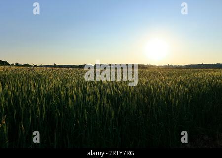 Soleil bas sur un champ à Heckengäu Banque D'Images