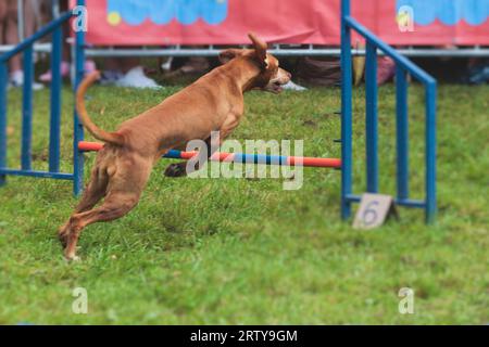 Chien courant sur un terrain d'herbe verte, en passant à travers des obstacles, tube, clôture et poteaux pendant la compétition de slalom d'agilité, chien animal de compagnie course course cours de formation Banque D'Images