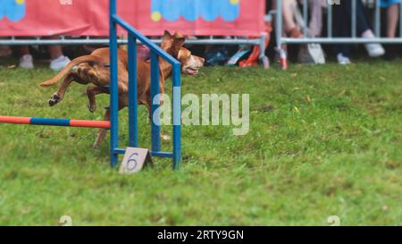 Chien courant sur un terrain d'herbe verte, en passant à travers des obstacles, tube, clôture et poteaux pendant la compétition de slalom d'agilité, chien animal de compagnie course course cours de formation Banque D'Images