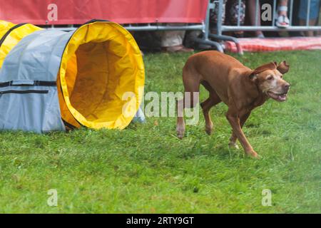 Chien courant sur un terrain d'herbe verte, en passant à travers des obstacles, tube, clôture et poteaux pendant la compétition de slalom d'agilité, chien animal de compagnie course course cours de formation Banque D'Images
