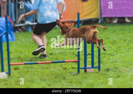 Chien courant sur un terrain d'herbe verte, en passant à travers des obstacles, tube, clôture et poteaux pendant la compétition de slalom d'agilité, chien animal de compagnie course course cours de formation Banque D'Images