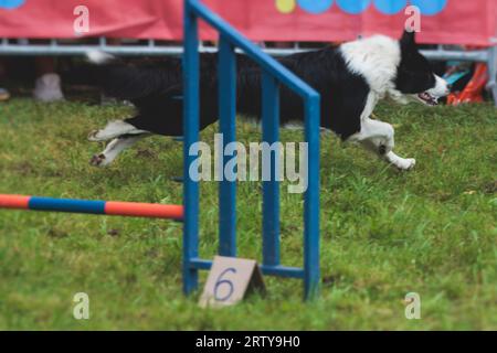 Chien courant sur un terrain d'herbe verte, en passant à travers des obstacles, tube, clôture et poteaux pendant la compétition de slalom d'agilité, chien animal de compagnie course course cours de formation Banque D'Images