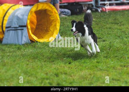 Chien courant sur un terrain d'herbe verte, en passant à travers des obstacles, tube, clôture et poteaux pendant la compétition de slalom d'agilité, chien animal de compagnie course course cours de formation Banque D'Images