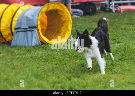 Chien courant sur un terrain d'herbe verte, en passant à travers des obstacles, tube, clôture et poteaux pendant la compétition de slalom d'agilité, chien animal de compagnie course course cours de formation Banque D'Images