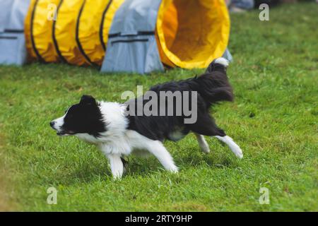 Chien courant sur un terrain d'herbe verte, en passant à travers des obstacles, tube, clôture et poteaux pendant la compétition de slalom d'agilité, chien animal de compagnie course course cours de formation Banque D'Images