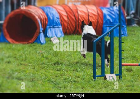 Chien courant sur un terrain d'herbe verte, en passant à travers des obstacles, tube, clôture et poteaux pendant la compétition de slalom d'agilité, chien animal de compagnie course course cours de formation Banque D'Images