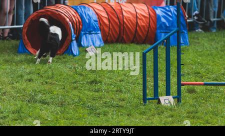 Chien courant sur un terrain d'herbe verte, en passant à travers des obstacles, tube, clôture et poteaux pendant la compétition de slalom d'agilité, chien animal de compagnie course course cours de formation Banque D'Images