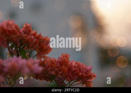 Une photographie en gros plan représentant un groupe de fleurs orange vibrantes de Bougainvillea sur un fond de jardin flou. Un espace suffisant est disponible pour te Banque D'Images