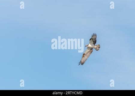 Osprey (Pandion haliaetus) survolant un marais. Bas-Rhin, Collectivite européenne d'Alsace, Grand est, France. Banque D'Images