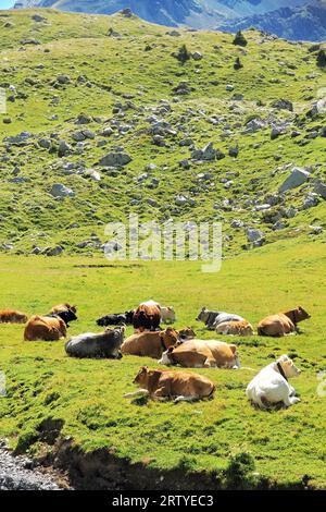 Un troupeau de vaches sur une prairie alpine de montagne sur un fond d'herbe verte et de rochers. Alpes suisses. Banque D'Images