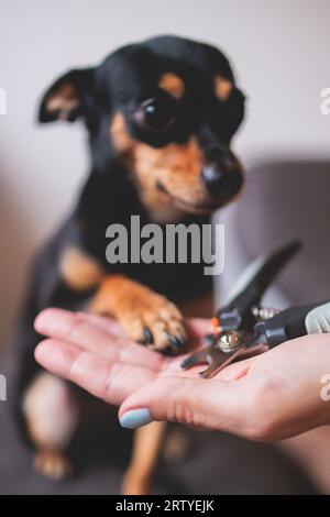 Vétérinaire spécialiste tenant un petit chien, processus de coupe des clous de griffe de chien d'un chien de petite race avec un coupe-ongles, vue rapprochée de la patte du chien, Banque D'Images