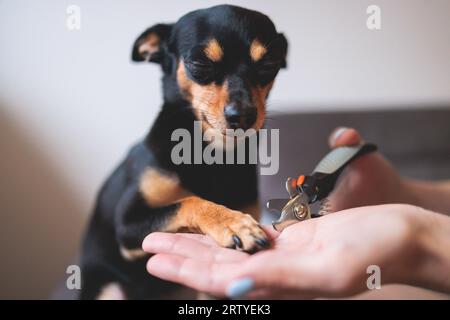 Vétérinaire spécialiste tenant un petit chien, processus de coupe des clous de griffe de chien d'un chien de petite race avec un coupe-ongles, vue rapprochée de la patte du chien, Banque D'Images