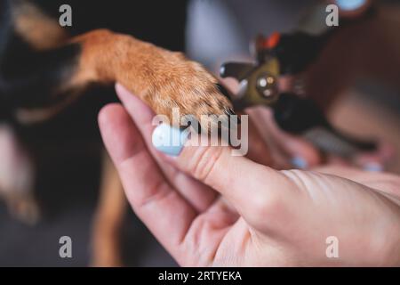 Vétérinaire spécialiste tenant un petit chien, processus de coupe des clous de griffe de chien d'un chien de petite race avec un coupe-ongles, vue rapprochée de la patte du chien, Banque D'Images