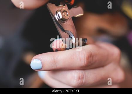 Vétérinaire spécialiste tenant un petit chien, processus de coupe des clous de griffe de chien d'un chien de petite race avec un coupe-ongles, vue rapprochée de la patte du chien, Banque D'Images