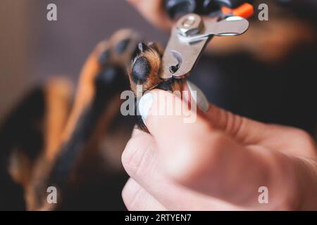 Vétérinaire spécialiste tenant un petit chien, processus de coupe des clous de griffe de chien d'un chien de petite race avec un coupe-ongles, vue rapprochée de la patte du chien, Banque D'Images