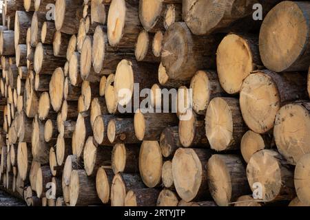 bûches de sapin fraîchement coupées empilées Banque D'Images